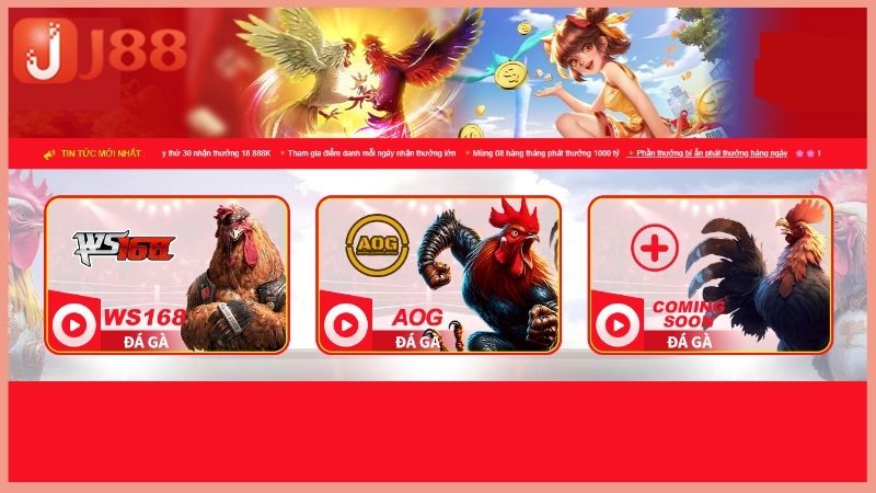 Theo dõi trận đấu đá gà livestream rõ nét