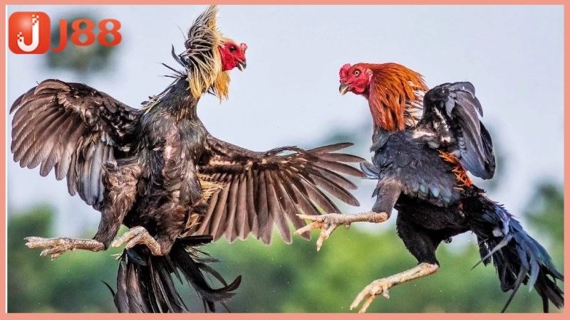 Vì sao nên tham gia cá cược đá gà J88?